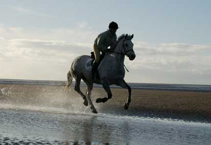 Grey on beach cantering