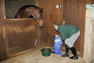 Sheila feeding 4s in stable