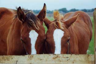 2 foals eating - Foal Creep