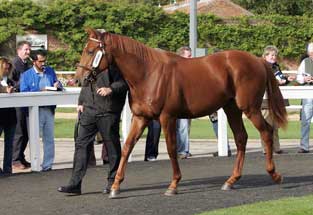 Hascombe yearling sales No.18