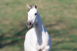 Grey Arab forward