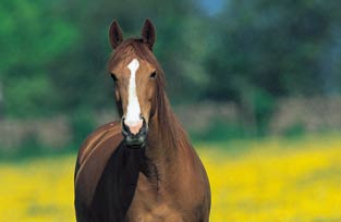 Chesnut in buttercups No.8