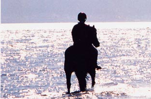 Silhouette horse in sea