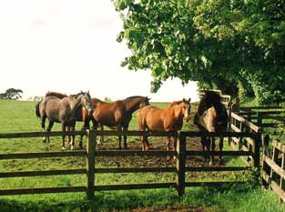 Horses under trees