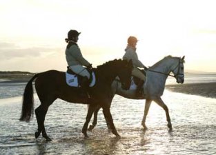 Horses on beach