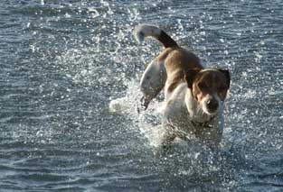 William dog in water
