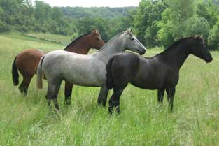 Spanish fillies in field