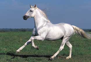 Andualucian stallion No.14
