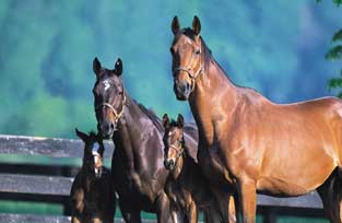 Breeding - 4 mares & foals No.7