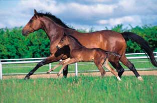 Breeding - cantering together SB