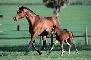 Breeding trotting mare & foal No.3