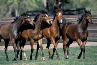 Breeding - yearlings in line No.5