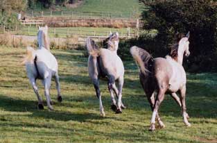 Arabs cantering away - Garlic