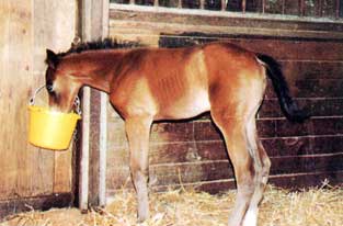 Orphan foal MMR
