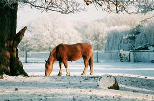 Mayflower snow - limestone