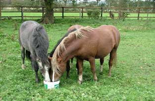 Runshaw Paddock Lick
